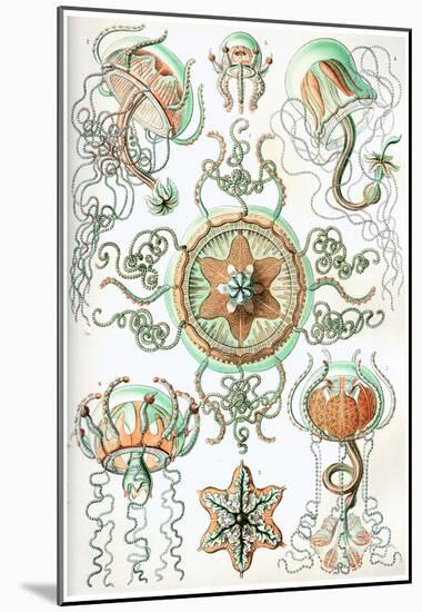 Trachomedusae Nature Art Print Poster by Ernst Haeckel-null-Mounted Poster