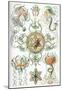 Trachomedusae Nature Art Print Poster by Ernst Haeckel-null-Mounted Poster