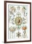 Trachomedusae Nature by Ernst Haeckel-null-Framed Art Print