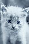 Blue Kitty-Tracie Louise-Photographic Print