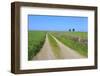 Track Disappears into Distance, Grass, Two Trees and Dry Stone Walls-Eleanor Scriven-Framed Photographic Print