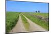 Track Disappears into Distance, Grass, Two Trees and Dry Stone Walls-Eleanor Scriven-Mounted Photographic Print