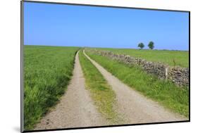 Track Disappears into Distance, Grass, Two Trees and Dry Stone Walls-Eleanor Scriven-Mounted Photographic Print