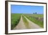 Track Disappears into Distance, Grass, Two Trees and Dry Stone Walls-Eleanor Scriven-Framed Photographic Print