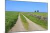 Track Disappears into Distance, Grass, Two Trees and Dry Stone Walls-Eleanor Scriven-Mounted Photographic Print