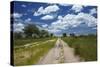 Track from Dobe Border to Nokaneng, Northwestern Botswana, Africa-David Wall-Stretched Canvas