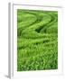 Track in Green Spring Wheat Field, Palouse, Washington State, USA-Terry Eggers-Framed Photographic Print