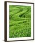 Track in Green Spring Wheat Field, Palouse, Washington State, USA-Terry Eggers-Framed Photographic Print