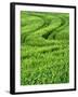 Track in Green Spring Wheat Field, Palouse, Washington State, USA-Terry Eggers-Framed Photographic Print