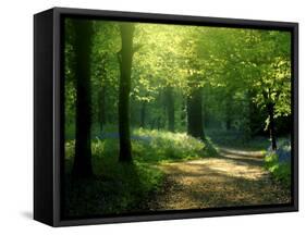 Track Leading Through Lanhydrock Beech Woodland with Bluebells in Spring, Cornwall, UK-Ross Hoddinott-Framed Stretched Canvas