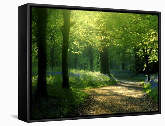 Track Leading Through Lanhydrock Beech Woodland with Bluebells in Spring, Cornwall, UK-Ross Hoddinott-Framed Stretched Canvas