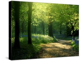 Track Leading Through Lanhydrock Beech Woodland with Bluebells in Spring, Cornwall, UK-Ross Hoddinott-Stretched Canvas