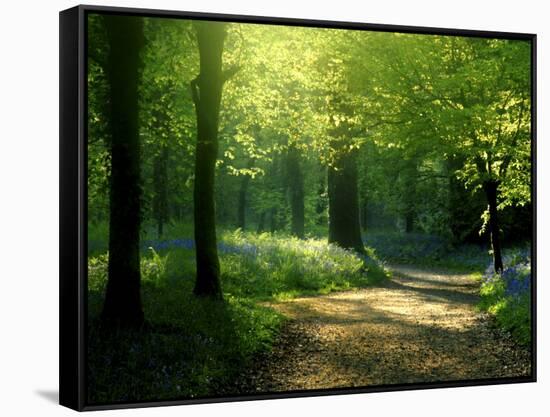 Track Leading Through Lanhydrock Beech Woodland with Bluebells in Spring, Cornwall, UK-Ross Hoddinott-Framed Stretched Canvas