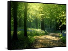 Track Leading Through Lanhydrock Beech Woodland with Bluebells in Spring, Cornwall, UK-Ross Hoddinott-Framed Stretched Canvas