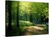Track Leading Through Lanhydrock Beech Woodland with Bluebells in Spring, Cornwall, UK-Ross Hoddinott-Stretched Canvas