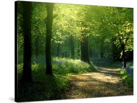 Track Leading Through Lanhydrock Beech Woodland with Bluebells in Spring, Cornwall, UK-Ross Hoddinott-Stretched Canvas
