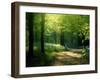 Track Leading Through Lanhydrock Beech Woodland with Bluebells in Spring, Cornwall, UK-Ross Hoddinott-Framed Premium Photographic Print