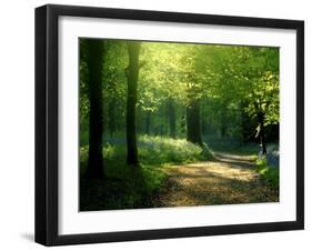 Track Leading Through Lanhydrock Beech Woodland with Bluebells in Spring, Cornwall, UK-Ross Hoddinott-Framed Premium Photographic Print