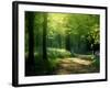 Track Leading Through Lanhydrock Beech Woodland with Bluebells in Spring, Cornwall, UK-Ross Hoddinott-Framed Premium Photographic Print