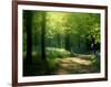 Track Leading Through Lanhydrock Beech Woodland with Bluebells in Spring, Cornwall, UK-Ross Hoddinott-Framed Premium Photographic Print