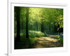 Track Leading Through Lanhydrock Beech Woodland with Bluebells in Spring, Cornwall, UK-Ross Hoddinott-Framed Premium Photographic Print