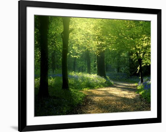 Track Leading Through Lanhydrock Beech Woodland with Bluebells in Spring, Cornwall, UK-Ross Hoddinott-Framed Premium Photographic Print