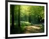 Track Leading Through Lanhydrock Beech Woodland with Bluebells in Spring, Cornwall, UK-Ross Hoddinott-Framed Premium Photographic Print