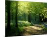 Track Leading Through Lanhydrock Beech Woodland with Bluebells in Spring, Cornwall, UK-Ross Hoddinott-Mounted Premium Photographic Print