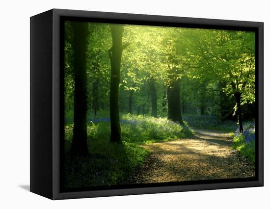 Track Leading Through Lanhydrock Beech Woodland with Bluebells in Spring, Cornwall, UK-Ross Hoddinott-Framed Stretched Canvas