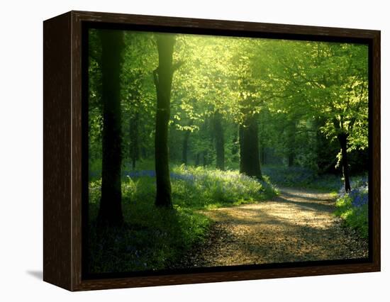 Track Leading Through Lanhydrock Beech Woodland with Bluebells in Spring, Cornwall, UK-Ross Hoddinott-Framed Stretched Canvas