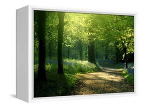 Track Leading Through Lanhydrock Beech Woodland with Bluebells in Spring, Cornwall, UK-Ross Hoddinott-Framed Stretched Canvas