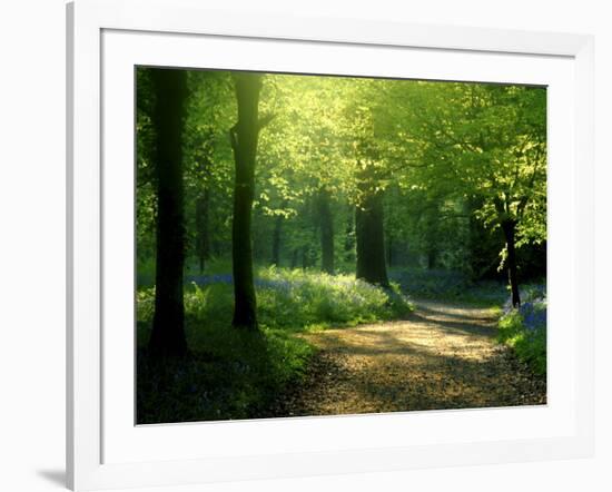 Track Leading Through Lanhydrock Beech Woodland with Bluebells in Spring, Cornwall, UK-Ross Hoddinott-Framed Photographic Print