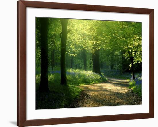 Track Leading Through Lanhydrock Beech Woodland with Bluebells in Spring, Cornwall, UK-Ross Hoddinott-Framed Photographic Print