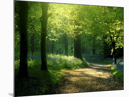 Track Leading Through Lanhydrock Beech Woodland with Bluebells in Spring, Cornwall, UK-Ross Hoddinott-Mounted Photographic Print