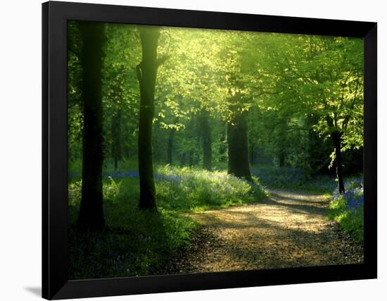 Track Leading Through Lanhydrock Beech Woodland with Bluebells in Spring, Cornwall, UK-Ross Hoddinott-Framed Photographic Print