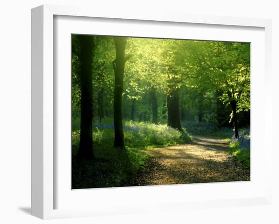 Track Leading Through Lanhydrock Beech Woodland with Bluebells in Spring, Cornwall, UK-Ross Hoddinott-Framed Photographic Print