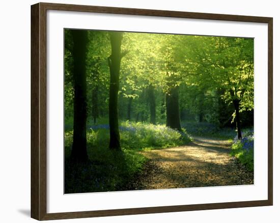 Track Leading Through Lanhydrock Beech Woodland with Bluebells in Spring, Cornwall, UK-Ross Hoddinott-Framed Photographic Print