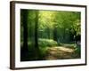 Track Leading Through Lanhydrock Beech Woodland with Bluebells in Spring, Cornwall, UK-Ross Hoddinott-Framed Photographic Print