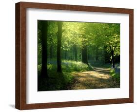 Track Leading Through Lanhydrock Beech Woodland with Bluebells in Spring, Cornwall, UK-Ross Hoddinott-Framed Photographic Print