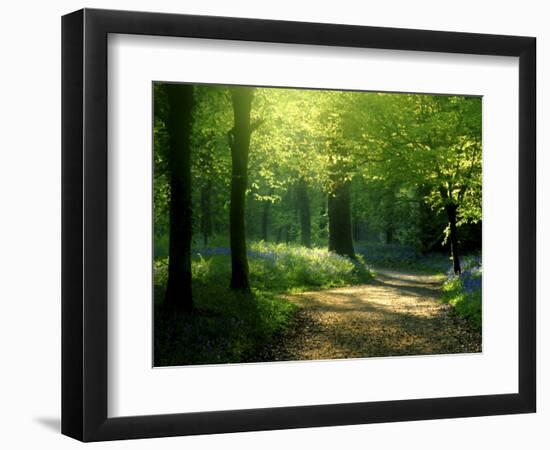 Track Leading Through Lanhydrock Beech Woodland with Bluebells in Spring, Cornwall, UK-Ross Hoddinott-Framed Photographic Print