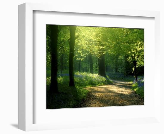 Track Leading Through Lanhydrock Beech Woodland with Bluebells in Spring, Cornwall, UK-Ross Hoddinott-Framed Photographic Print