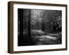 Track Leading Through Lanhydrock Beech Woodland with Bluebells in Spring, Cornwall, UK-Ross Hoddinott-Framed Photographic Print