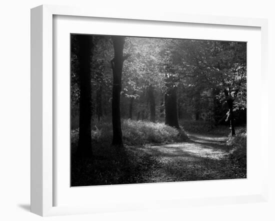 Track Leading Through Lanhydrock Beech Woodland with Bluebells in Spring, Cornwall, UK-Ross Hoddinott-Framed Photographic Print