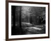 Track Leading Through Lanhydrock Beech Woodland with Bluebells in Spring, Cornwall, UK-Ross Hoddinott-Framed Photographic Print