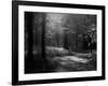 Track Leading Through Lanhydrock Beech Woodland with Bluebells in Spring, Cornwall, UK-Ross Hoddinott-Framed Photographic Print