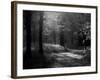 Track Leading Through Lanhydrock Beech Woodland with Bluebells in Spring, Cornwall, UK-Ross Hoddinott-Framed Photographic Print