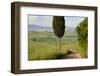 Track, San Quirico d'Orcia, Val d'Orcia, Tuscany, Italy-Peter Adams-Framed Photographic Print