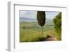 Track, San Quirico d'Orcia, Val d'Orcia, Tuscany, Italy-Peter Adams-Framed Photographic Print