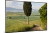 Track, San Quirico d'Orcia, Val d'Orcia, Tuscany, Italy-Peter Adams-Mounted Photographic Print