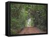 Track through dense tropical rainforest, Bobiri Butterfly Reserve, Ashanti Region, Ghana-Neil Bowman-Framed Stretched Canvas